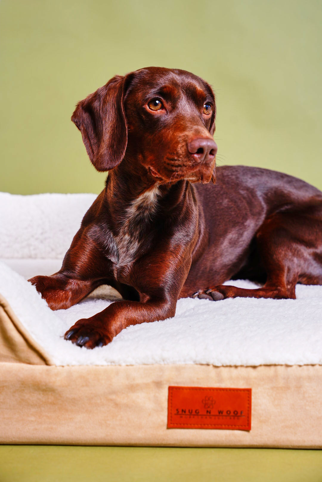 Washable Luxury Dog Sofa Bed - Medium