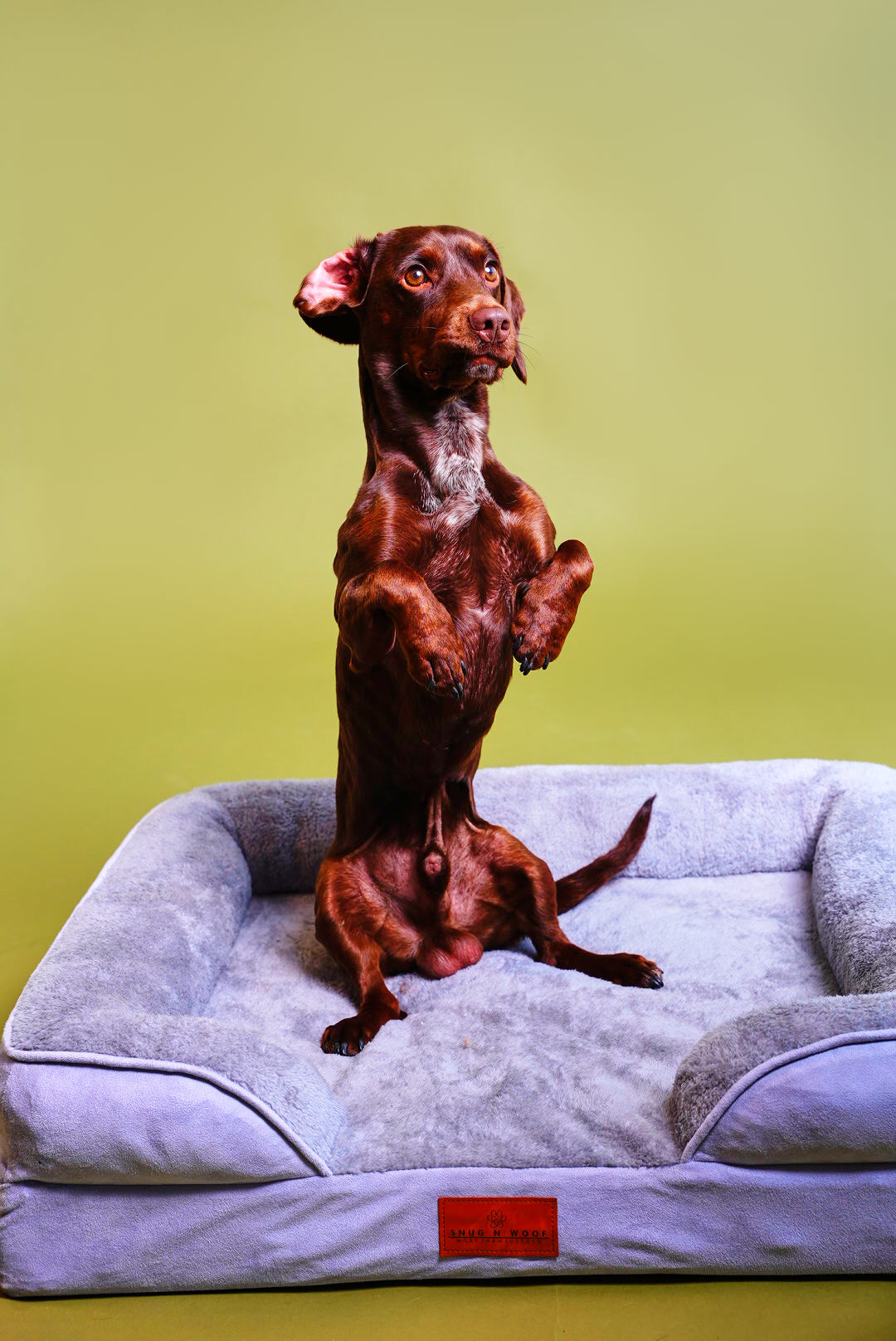 Washable Luxury Dog Sofa Bed - Medium
