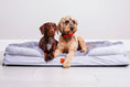 Load image into Gallery viewer, The Belgravia Orthopaedic Dog Sofa™