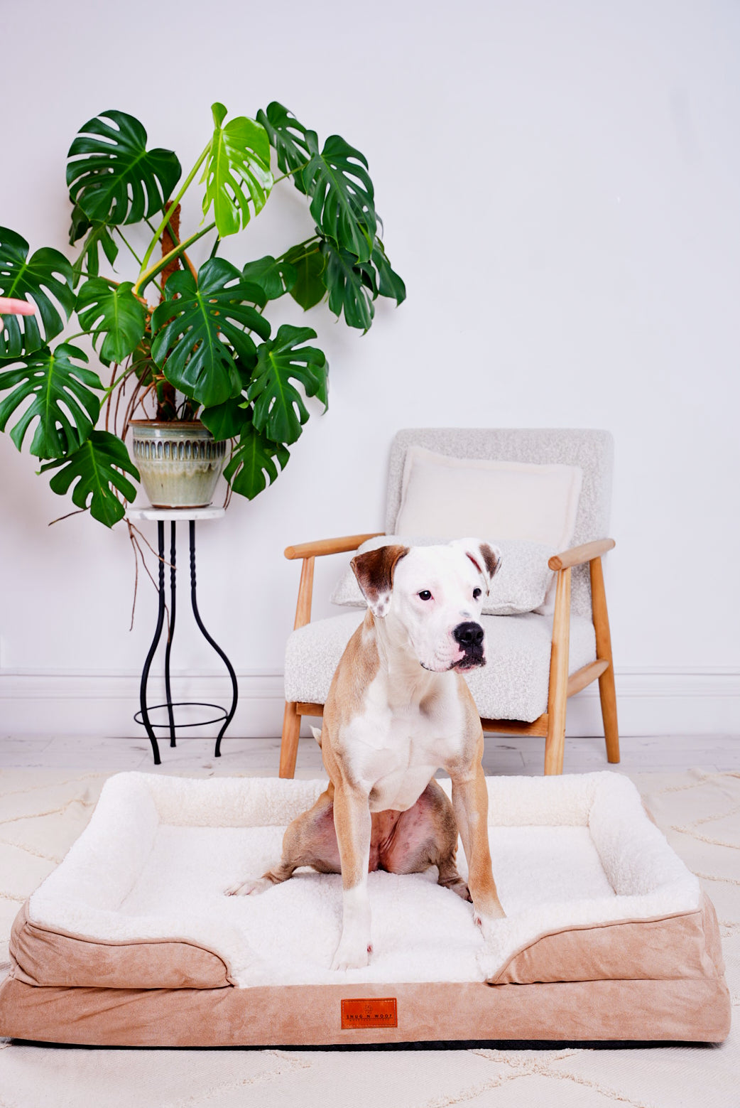 Washable Luxury Dog Sofa Bed - Large