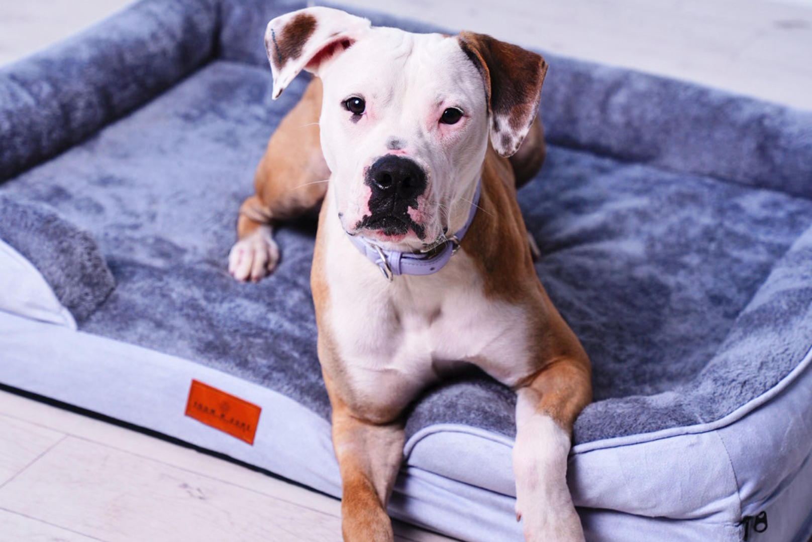 Washable Luxury Dog Sofa Bed - Large
