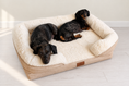 Load image into Gallery viewer, Two dachshunds on cream bed with matched background
