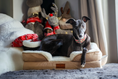 Load image into Gallery viewer, The Belgravia Orthopaedic Dog Sofa™ - Medium
