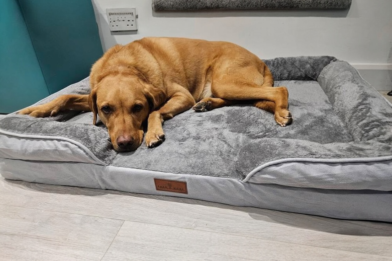 The Belgravia Orthopaedic Dog Sofa™ - Xl
