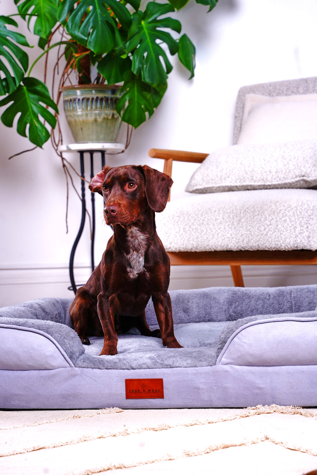 Washable Luxury Dog Sofa Bed - Medium