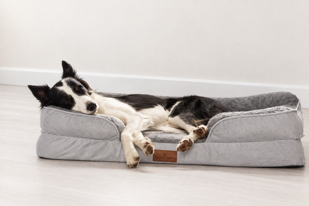 Border collie on grey bed with matched background