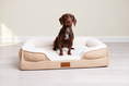 Load image into Gallery viewer, Brown dog on cream bed with matched background
