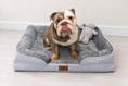 Load image into Gallery viewer, Bulldog on grey bed with matched background
