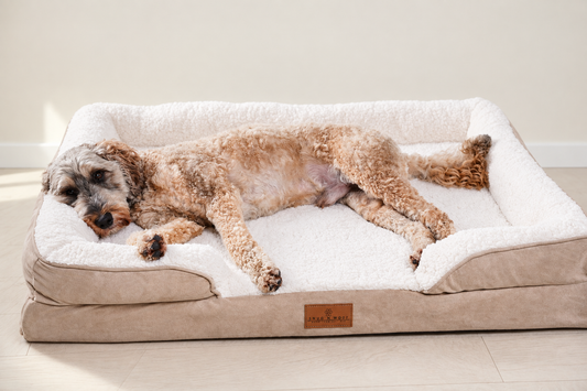 Cream dog on bed with matched neutral background