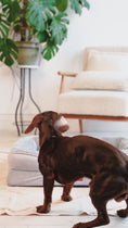 Load and play video in Gallery viewer, The Belgravia Orthopaedic Dog Sofa™ - Medium
