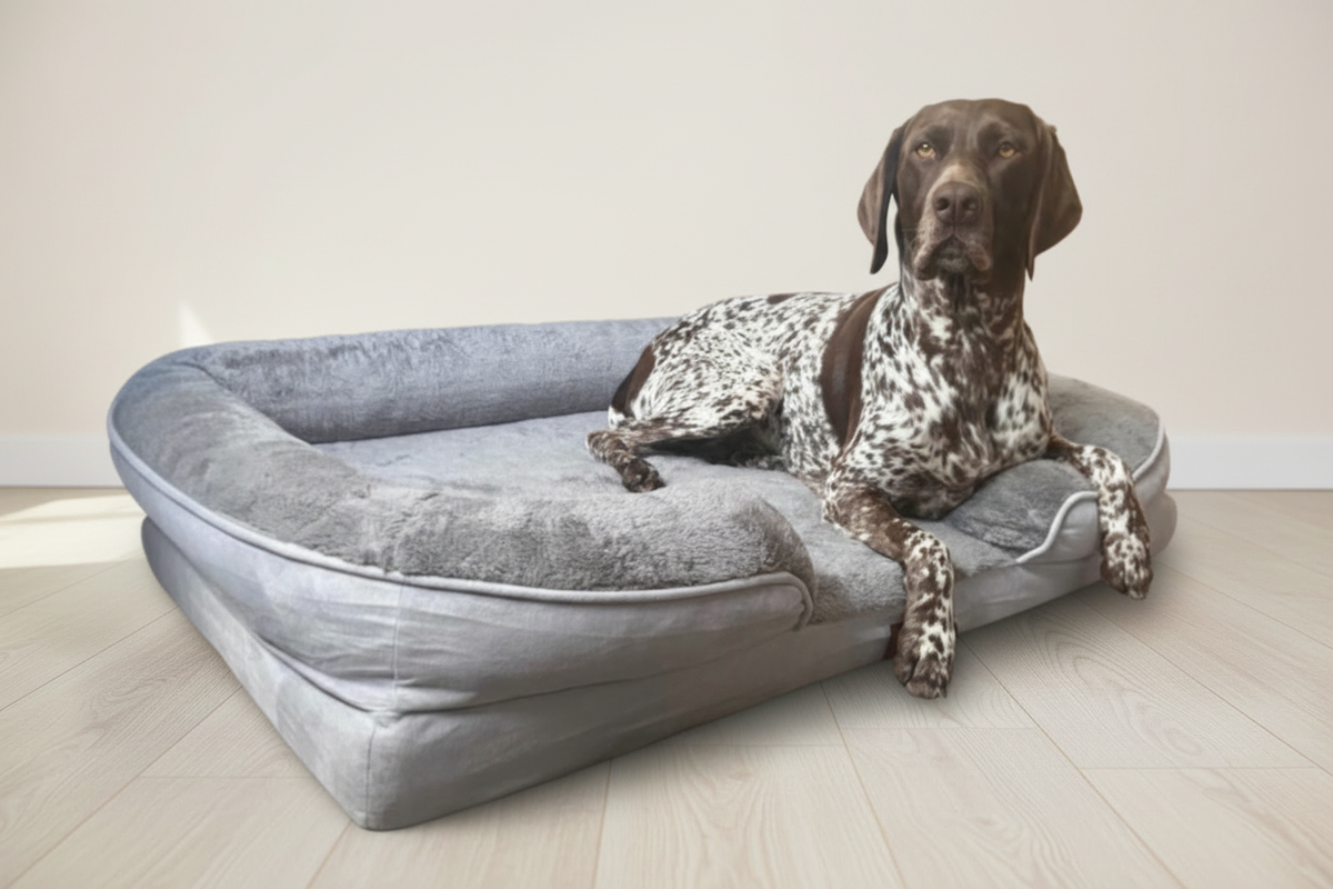 Single dog and bed with the light beige reference background