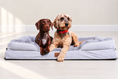 Load image into Gallery viewer, Two dogs on grey bed with matched neutral background
