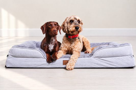 Two dogs on grey bed with matched neutral background